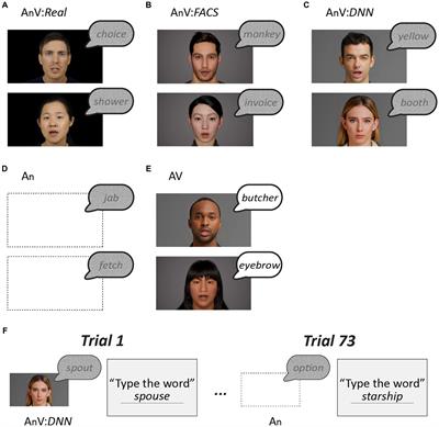 Synthetic faces generated with the facial action coding system or deep neural networks improve speech-in-noise perception, but not as much as real faces